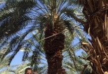 תם השרב הגדול