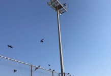 עיריית אילת עתרה לבג"צ בגלל העורב ההודי