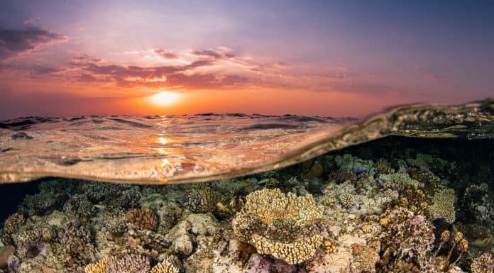 פסטיבל צלילה באילת צילום נועם קורטלר (3)