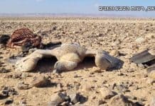 תופעה מדאיגה: הרעלה למוות של חיות בר